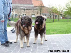 Furko et Fury 32 months